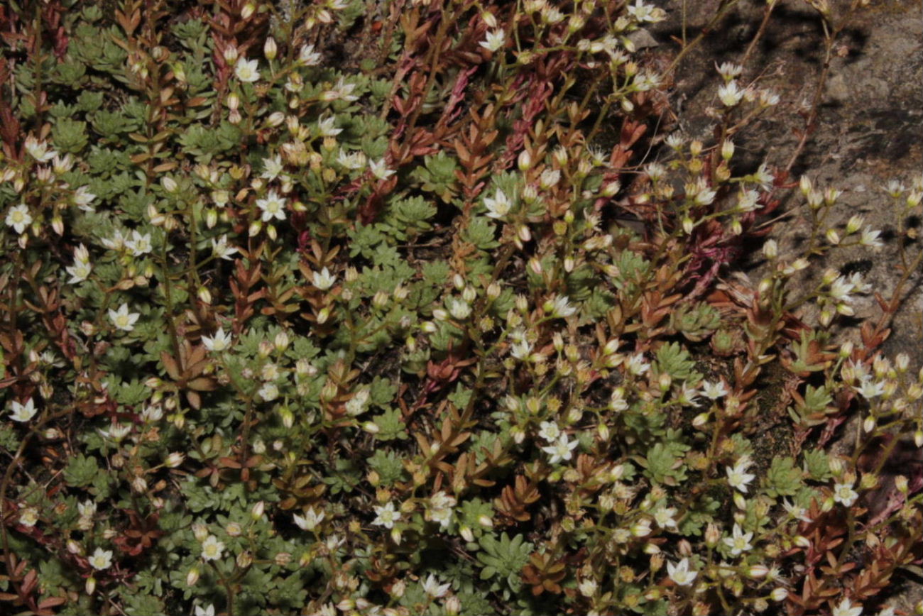 Sedum da determinare-1